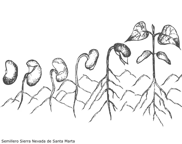 Semillero de la Sierra Nevada de Santa Marta 